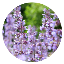 Illatos Macskamenta illóolaj - Catnip illóolaj - 10 ml illóolaj