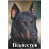 Independently Published Beauceron | Nina Pustova