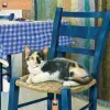  Ivory Cats by Lesley Anne Ivory Wall Calendar 2027 (Art Calendar) – WALL (Naptár)