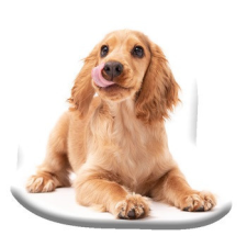 Javoli Kutyás Spaniel formapárna, díszpárna 40x40 cm Velúr lakástextília