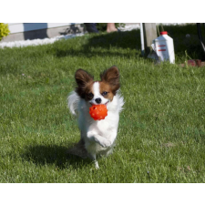 JOLLY Pets Jumper  kutyalabda 7,5cm játék kutyáknak