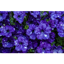  Kék tapéta, 350 x 200 cm tapéta, díszléc és más dekoráció