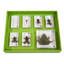  Kínai béka (Hoplobatrachus rugulosus) fejlődési készlet, 7 db oktatójáték