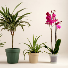  Kk.Bögre Olivabogyó 330Ml bögrék, csészék