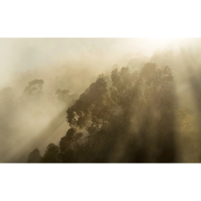 Komar Foggy Sunshine fátyoltapéta 400 cm x 250 cm tapéta, díszléc és más dekoráció