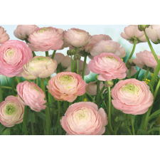 Komar fotótapéta Gentle Rose 368 cm x 254 cm FSC tapéta, díszléc és más dekoráció