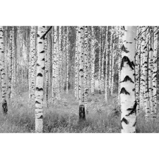 Komar nemszőtt fotótapéta Woods 368 cm x 248 cm FSC tapéta, díszléc és más dekoráció