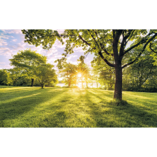 Komar vlies fotótapéta Golden Moment 400 cm x 250 cm tapéta, díszléc és más dekoráció