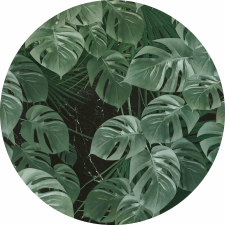 Komar vlies fotótapéta Novel Monstera öntapadós 125 cm tapéta, díszléc és más dekoráció