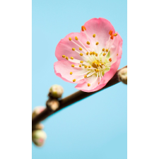 Komar vlies fotótapéta Peach Blossom 150 cm x 250 cm tapéta, díszléc és más dekoráció