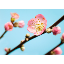 Komar vlies fotótapéta Peach Blossom 350 cm x 250 cm tapéta, díszléc és más dekoráció