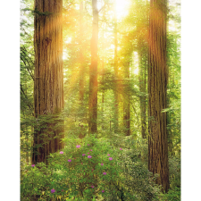 Komar vlies fotótapéta Redwood 200 cm x 250 cm tapéta, díszléc és más dekoráció