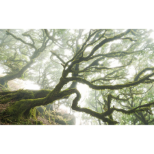Komar vlies fotótapéta The Forgotten Forest 400 cm x 250 cm tapéta, díszléc és más dekoráció