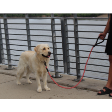 KONG kutya alap kötélpóráz egy méret piros nyakörv, póráz, hám kutyáknak