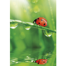 KORREKT WEB Természet Ladybug A/4 gumis mappa mappa