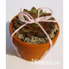  Kövirózsa köszönetajándék cserépben dekorációs kellék