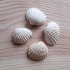  Krém színű kagyló, 2db/cs, mérete: 20-30 mm