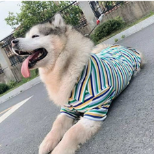  Kutyaruha - Csíkos pamut ing minden mèretben - 4XL kutyaruha