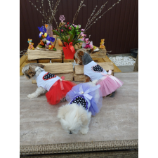  Kutyaruha - Divatos ruha szíves mintával, masnival és tüllszoknyával - három színben - S - piros kutyaruha