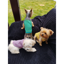  Kutyaruha - könnyed kutyatrikó - többféle színben - 2XL - zöld csíkos kutyaruha