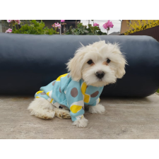  Kutyaruha - Kutyapulóver - Kutyapulcsi - Nyuszi mintával - XL kutyaruha