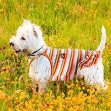  Kutyaruha - Színes pamut ruha cseresznye mintával kétféle színben - M - piros csíkos kutyaruha