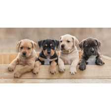  Kutyás Team fürdőlepedő, strand törölköző 70x140cm lakástextília