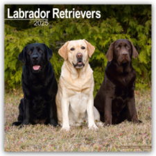 Labrador Retriever 2025 - 16-Monatskalender naptár, kalendárium