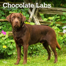 Labrador Retrievers, Chocolate 2024 Square naptár, kalendárium