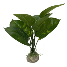  Laroy Group Anubias 1 Műnövény, 24 cm, Zöld Szín akvárium dekoráció