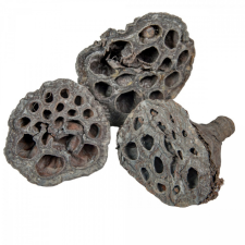  Lótusz szárított 4-5cm havas szürke 15db-os dekorációs kellék