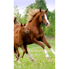  Lovas Career kéztörlő, arctörlő, törölköző 30x50cm lakástextília