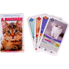  Macskák ismeretterjesztő kártya