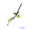  Magnólia ág 2v 39cm - Fehér