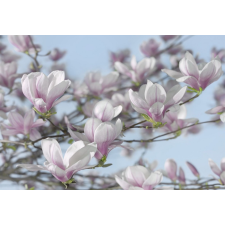  Magnolia poszter, fotótapéta 8-738 / 368x254/ tapéta, díszléc és más dekoráció