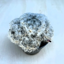  Mammillaria plumosa fa és növény