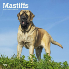 Mastiffs 2024 Square naptár, kalendárium