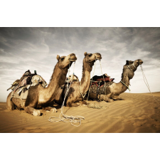  Matrica tapéta Animal36 Camels, 250 x 200 cm tapéta, díszléc és más dekoráció