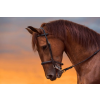  Matrica tapéta Animal47 Horse in twilight, 350 x 200 cm