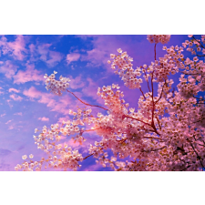  Matrica tapéta Cherry blossoms4, 250 x 200 cm tapéta, díszléc és más dekoráció