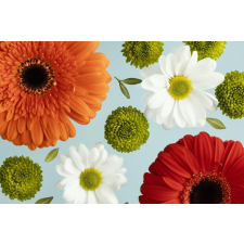  Matrica tapéta Flori162 Gerberák és százszorszépek, 250 x 200 cm tapéta, díszléc és más dekoráció