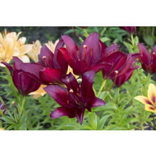  Matrica tapéta Flori77, 200 x 150 cm tapéta, díszléc és más dekoráció