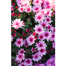  Matrica tapéta Flori98, 250 x 200 cm tapéta, díszléc és más dekoráció