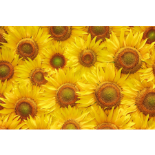  Matrica tapéta Flowers23, 200 x 150 cm tapéta, díszléc és más dekoráció