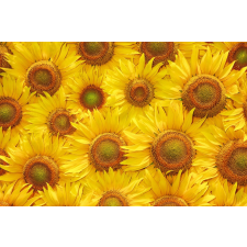  Matrica tapéta Flowers23, 350 x 200 cm tapéta, díszléc és más dekoráció