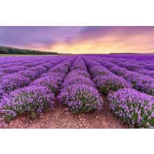  Matrica tapéta Flowers27, 200 x 150 cm tapéta, díszléc és más dekoráció