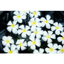  Matrica tapéta Flowers52, 200 x 150 cm tapéta, díszléc és más dekoráció