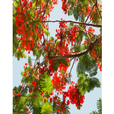  Matrica tapéta Flowers60, 150 x 205 cm tapéta, díszléc és más dekoráció