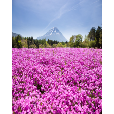  Matrica tapéta Flowers80, 150 x 205 cm tapéta, díszléc és más dekoráció