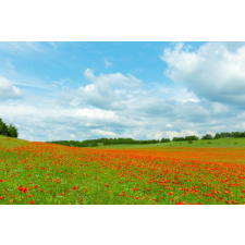 Matrica tapéta Natura147, 200 x 150 cm tapéta, díszléc és más dekoráció